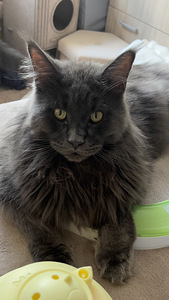 Maine Coon (5 foto / 6)