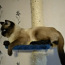 Тайский кот,ждёт в гости подруг (фото #1)