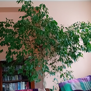 Müüa Ficus benjamina (1 foto / 1)