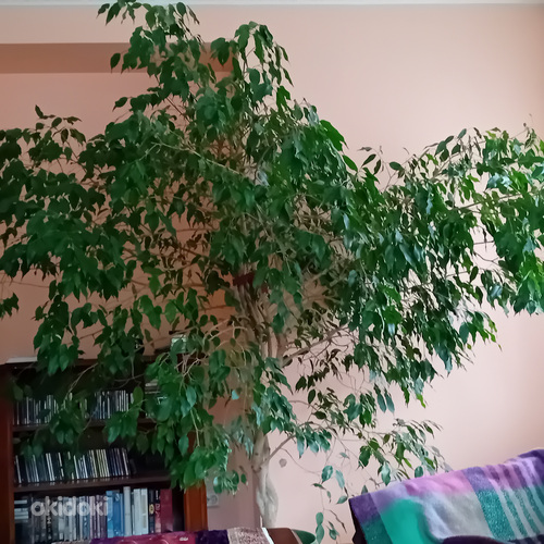 Müüa Ficus benjamina