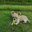 Puppy Chihuahua (foto #1)