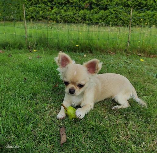 Puppy Chihuahua (foto #1)