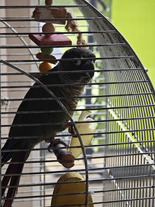 Pürrura papagoi (3 foto / 5)