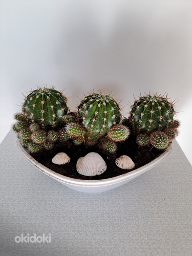 Kaktused (foto #1)