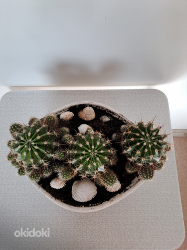 Kaktused (foto #2)