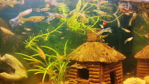 Guppy kalad (2 foto / 3)