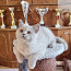 Briti lühikarvaline kassipoeg (foto #1)