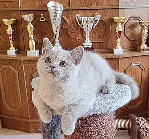 Британский короткошерстный котенок (1 фото из 6)