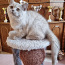Briti lühikarvaline kassipoeg (foto #4)