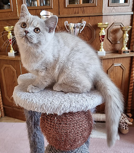 Британский короткошерстный котенок (4 фото из 6)