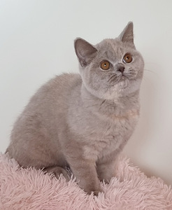 Клубный британский котенок. (5 фото из 10)
