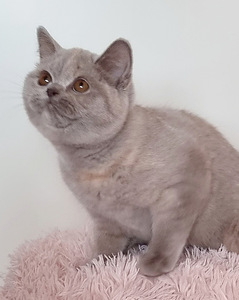 Клубный британский котенок. (7 фото из 10)