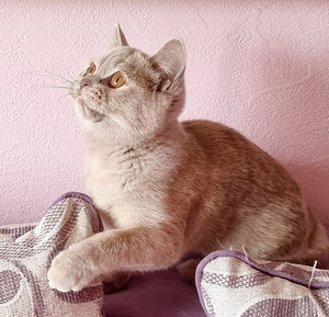 Британский котенок (3 фото из 4)