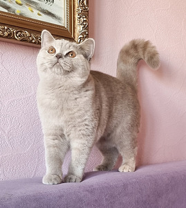 Британская кошечка (3 фото из 4)
