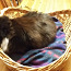 Varem kasutamata kassi (kassi) kaasaskantav magamiskoht (foto #2)