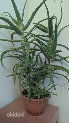 Aaloe Vera
