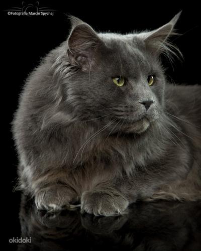 Maine coon (foto #1)
