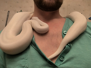 Python Regius Blue Eyes + террариум + документ (1 фото из 4)