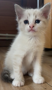 Отдам котят в добрые руки (2 фото из 3)