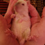 1-kuulised rottid (foto #2)