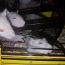 1-kuulised rotid koos puuriga (foto #1)