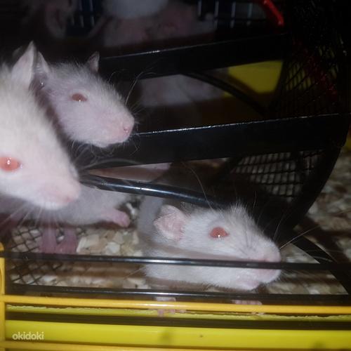Месячные крысы с клеткой (фото #1)