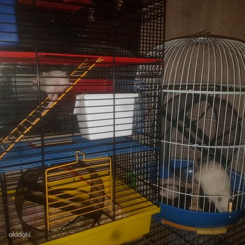1-kuulised rotid koos puuriga (foto #3)