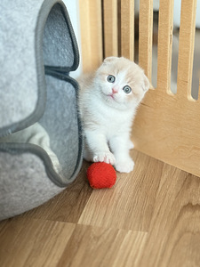 Scottish fold (4 фото из 5)