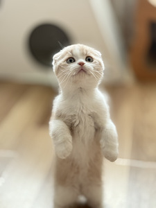 Scottish fold (1 фото из 5)