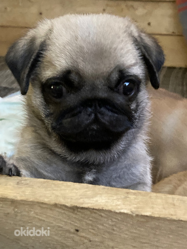 Mops