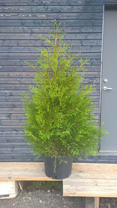 Brabant elupuu 140-160 cm (1 foto / 1)