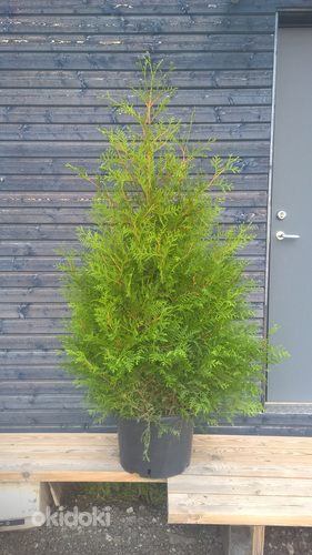Brabant elupuu 140-160 cm