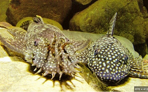 Ancistrus kala 4-6 cm (3 foto / 3)
