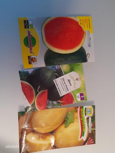 Eksootilised seemned, arbuus, melon (foto #2)