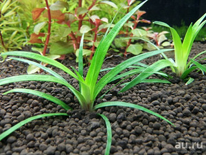 Eriocaulon sp vietnam (1 foto / 2)