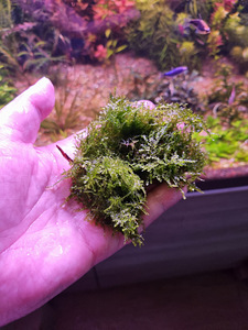 Vesicularia cf. montagnei "Krabi" (3 foto / 3)