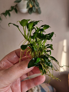 Anubias nana (1 foto / 1)