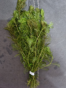 Myriophyllum mattogrossense (3 foto / 3)