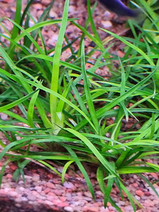 Eriocaulon sp. "Vietnam (1 foto / 1)