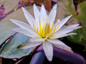 Nimphea micrantha (4 foto / 4)