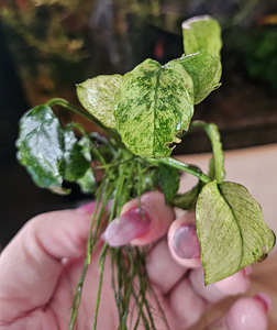 Anubias Nana Pinto (3 foto / 3)