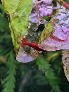 Neocaridina sp. Bloody Mary (2 foto / 3)