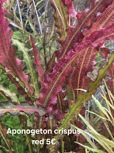 Aponogeton crispus red (1 foto / 2)