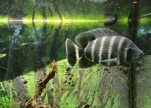 Heterotilapia buttikoferi 11 cm (1 foto / 1)