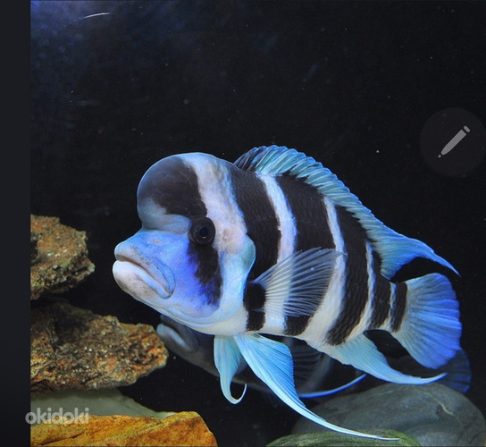 Cyphotilapia frontosa