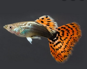 Noored antsitrudid, guppid, mollid, mõõksabadpeciliad (2 foto / 3)