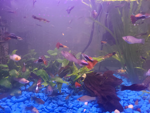 Guppid (3 foto / 3)