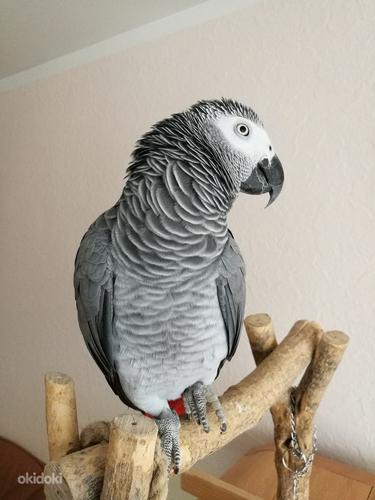 Попугая Жако (фото #3)