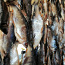 Вкусная вяленая плотва с икрой, c Чудского озера. (фото #2)