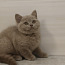 Британские короткошерстные котята (фото #3)